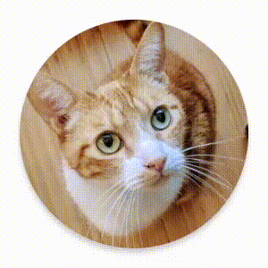 A UI element shrinks horizontally out of view.